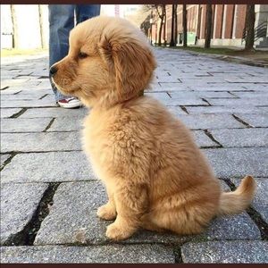 Meet your Posher, Alex